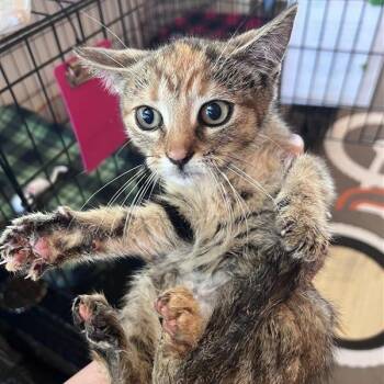 Glade -  Domestic Short Hair Cat for Adoption in Bentonville, Arkansas - Glade | PetCurious