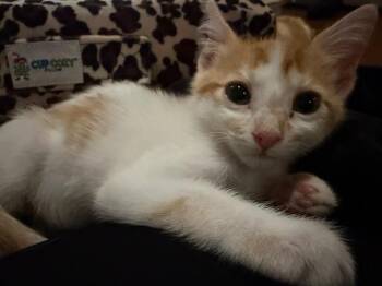 RHETT -  Domestic Short Hair Cat for Adoption in Peoria, Illinois - RHETT | PetCurious