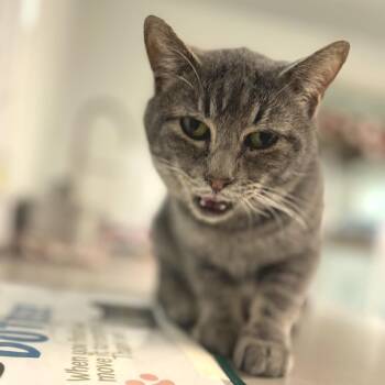Domestic Short Hair Cats Available for Adoption in Brownsboro, Alabama - John Mayer | PetCurious