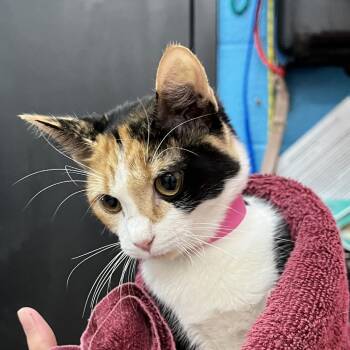 Sally -  Domestic Short Hair Cat for Adoption in Ardmore, Oklahoma - Sally | PetCurious