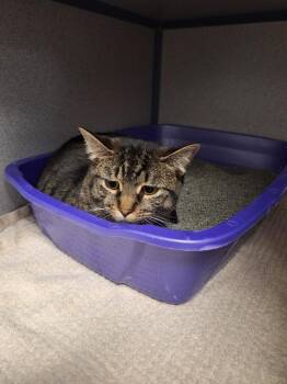 Treasure -  Domestic Short Hair Cat for Adoption in Liverpool, New York - Treasure | PetCurious