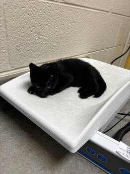 Raja -  Domestic Short Hair Cat for Adoption in Westland, Michigan - Raja | PetCurious