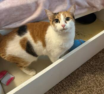 TWIX #1918 - Offered by Owner - Calico Beauty -  Domestic Short Hair Cat for Adoption in Hillsboro, Oregon - TWIX #1918 - Offered By Owner - Calico Beauty | PetCurious