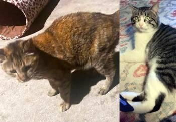 Mommy and Sheriff Sad Eyes - Bonded Cats Need - Foster or Adopt -  Domestic Short Hair Cat for Adoption in Metairie, Louisiana - Mommy And Sheriff Sad Eyes - Bonded Cats Need - Foster Or Adopt | PetCurious