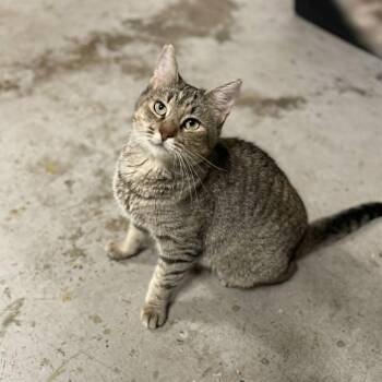 Claire (Guest) -  Domestic Short Hair Cat for Adoption in Reisterstown, Maryland - Claire (Guest) | PetCurious