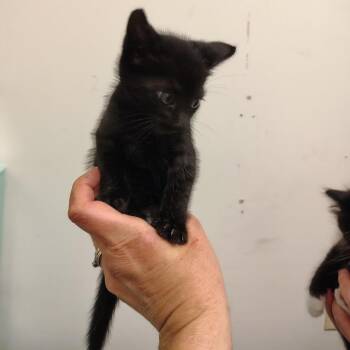 Scrappy -  Domestic Medium Hair Cat Available for Adoption in Coos Bay, Oregon - Scrappy | PetCurious