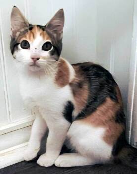 Rescue Calico Cats for Adoption in Franklin, Tennessee - SHILOH | PetCurious
