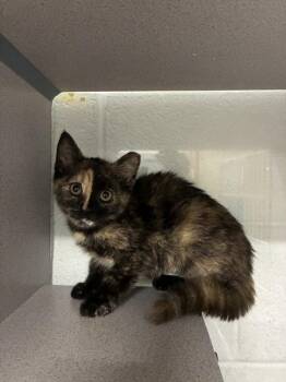 *Tostada* -  Domestic Short Hair Cat for Adoption in Salt Lake City, Utah - *Tostada* | PetCurious