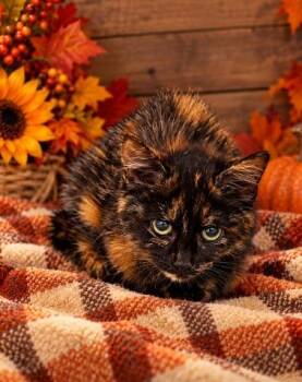Truffle -  Domestic Medium Hair Cat for Adoption in Lagrange, Indiana - Truffle | PetCurious
