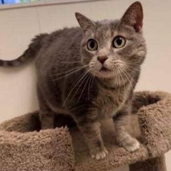 Dolores -  Domestic Short Hair Cat for Adoption in St. Augustine, Florida - Dolores | PetCurious