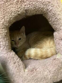 Shirley -  Domestic Short Hair Cat for Adoption in Pottsville, Pennsylvania - Shirley | PetCurious