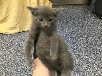 A1919362 -  Domestic Short Hair Cat for Adoption in Thousand Palms, California - A1919362 | PetCurious