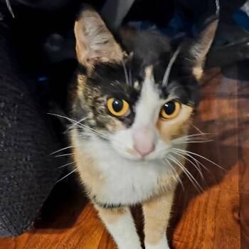 Gaia -  Domestic Short Hair Cat for Adoption in Melbourne, Kentucky - Gaia | PetCurious