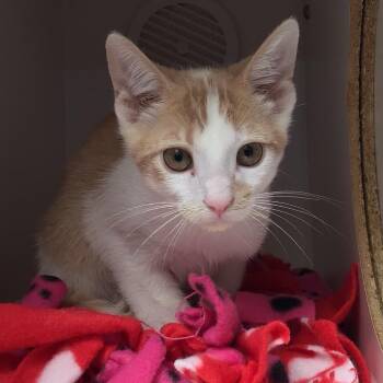 Tangerine -  Domestic Short Hair Cat for Adoption in Riverside, California - Tangerine | PetCurious