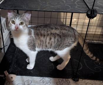 LOOKOUT -  Domestic Short Hair Cat for Adoption in Broomfield, Colorado - LOOKOUT | PetCurious