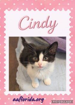 Cindy -  Tuxedo Cat for Adoption in Pensacola, Florida - Cindy | PetCurious