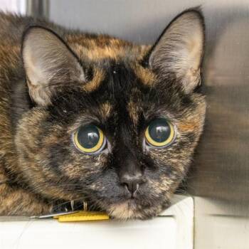 Domestic Short Hair Cats Available for Adoption - SKITTLES | PetCurious