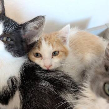 Domestic Short Hair Cats Available for Adoption in Pleasant Hill, California - A1047620 BamBam | PetCurious