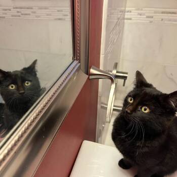 Domestic Short Hair Cats Available for Adoption - Bruno | PetCurious