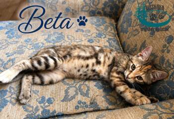 Beta -  Domestic Short Hair Cat for Adoption in Huntsville, Ontario - Beta | PetCurious