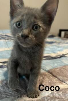 CoCo -  Domestic Short Hair Cat Available for Adoption in The Woodlands, Texas - CoCo | PetCurious