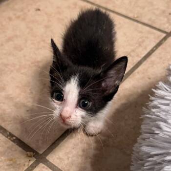 Domestic Short Hair Cats Available for Adoption in Boerne, Texas - A Stitch In Time Saves Nine | PetCurious