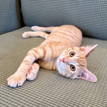 E.Coli -  Domestic Short Hair Cat for Adoption in Costa Mesa, California - E.Coli | PetCurious
