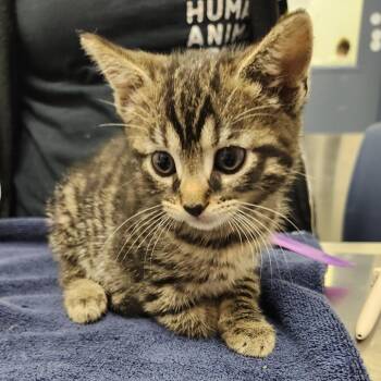 Peggy Jo -  Domestic Short Hair Cat for Adoption in Pittsburgh, Pennsylvania - Peggy Jo | PetCurious