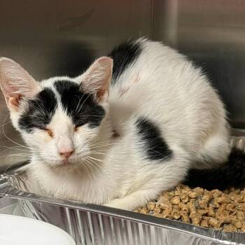 Domestic Short Hair Cats Available for Adoption in Pauls Valley, Oklahoma - Kat | PetCurious