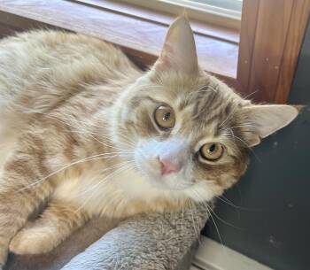 Jack -  Domestic Long Hair and Maine Coon Cat for Adoption in Rocky Hill, Connecticut - Jack | PetCurious