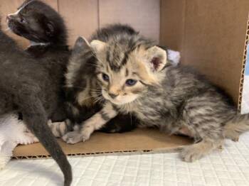 A1921252 -  Domestic Medium Hair Cat for Adoption in Thousand Palms, California - A1921252 | PetCurious