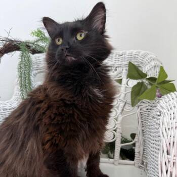 Ethyl the Second 7761 -  Manx and Domestic Long Hair Cat for Adoption in Eaton Rapids, Michigan - Ethyl The Second 7761 | PetCurious