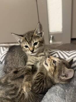 Rae -  Domestic Short Hair Cat for Adoption in Orlando, Florida - Rae | PetCurious
