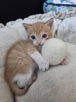 Tandoori -  Domestic Short Hair and Tabby Cat for Adoption in Fremont, California - Tandoori | PetCurious