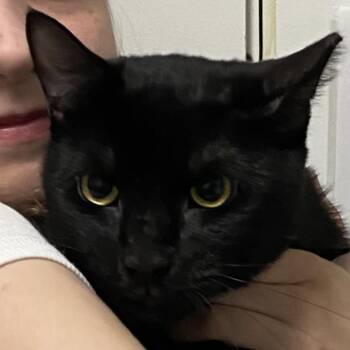 Midnight -  Domestic Short Hair Cat for Adoption in Stanstead, Quebec - Midnight | PetCurious