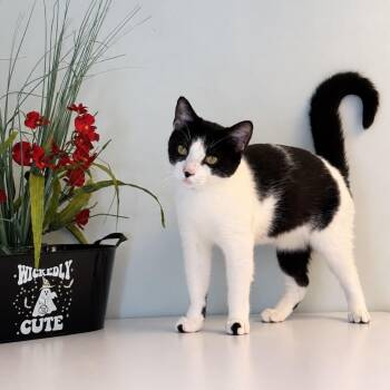 Mallomar -  Domestic Short Hair Cat for Adoption in Syosset, New York - Mallomar | PetCurious