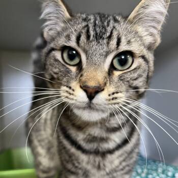 Rescue Domestic Short Hair Cats for Adoption in North Battleford, Saskatchewan - Baxter | PetCurious