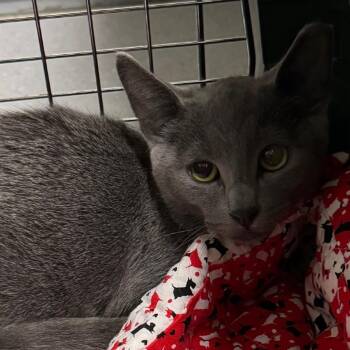 Prim -  Domestic Short Hair Cat for Adoption in Lakewood, Colorado - Prim | PetCurious