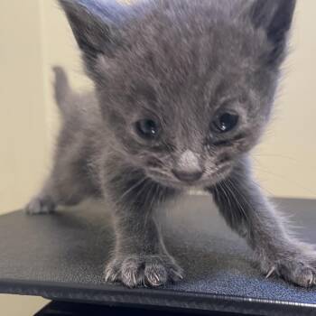 Blue Collar -  Domestic Short Hair Cat for Adoption in Pasadena, California - Blue Collar | PetCurious