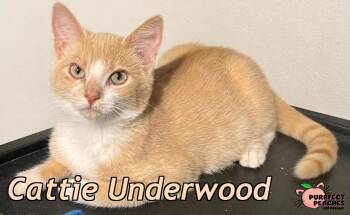 Cattie Underwood -  Domestic Short Hair Cat for Adoption in Douglasville, Georgia - Cattie Underwood | PetCurious