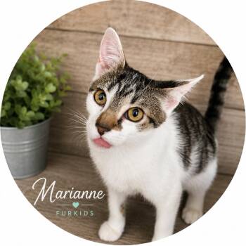 Marianne -  Domestic Short Hair and American Shorthair Cat for Adoption in Cumming, Georgia - Marianne | PetCurious