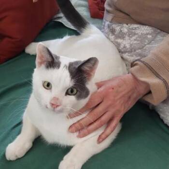 Domestic Short Hair Cats Available for Adoption - Casper | PetCurious