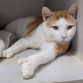 Domestic Short Hair Cats Available for Adoption in Seattle, Washington - Calvin | PetCurious