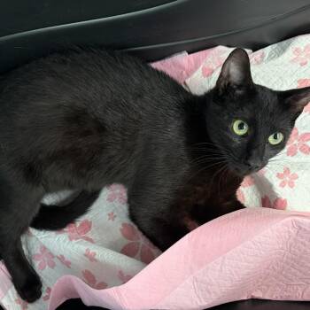 Jiji -  Domestic Short Hair Cat for Adoption in New York, New York - Jiji | PetCurious