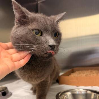 Keekers -  Domestic Short Hair Cat for Adoption in Lynchburg, Virginia - Keekers | PetCurious