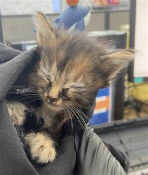 LAURA -  Domestic Medium Hair Cat for Adoption in Dallas, Texas - LAURA | PetCurious