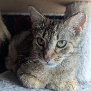 Rescue Domestic Short Hair and Manx Cats for Adoption in Hudsonville, Michigan - Fairytail | PetCurious