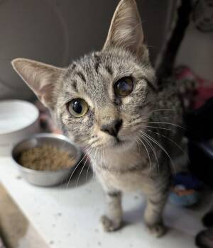 Minny -  Domestic Short Hair Cat for Adoption in Dayton, Minnesota - Minny | PetCurious