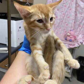 A613562 -  Domestic Short Hair Cat for Adoption in Modesto, California - A613562 | PetCurious