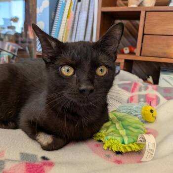 Phoenix -  Domestic Short Hair and Bombay Cat for Adoption in Port Richey, Florida - Phoenix | PetCurious
